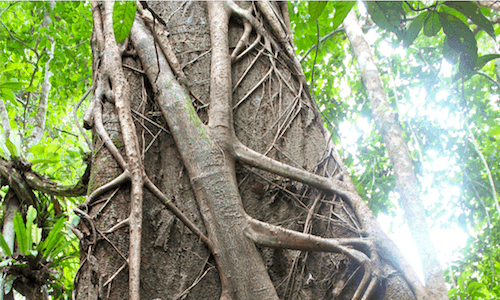 Refactoring a Monolith into Microservices